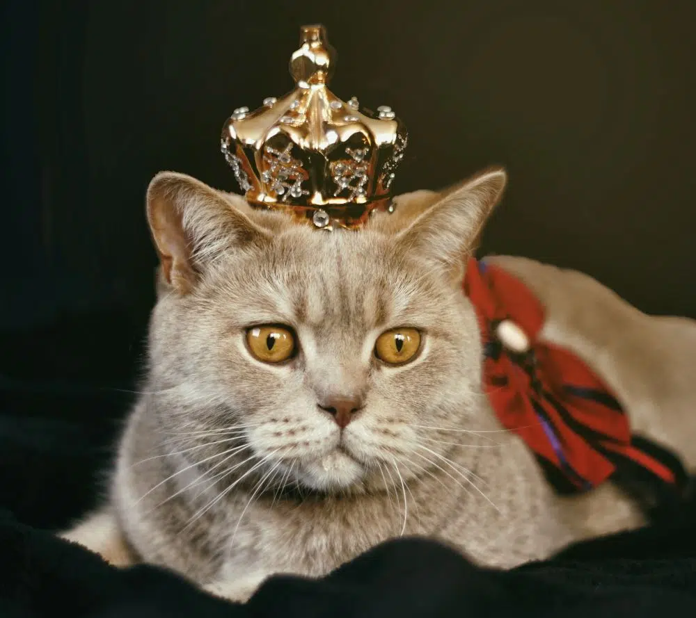 prénom chat