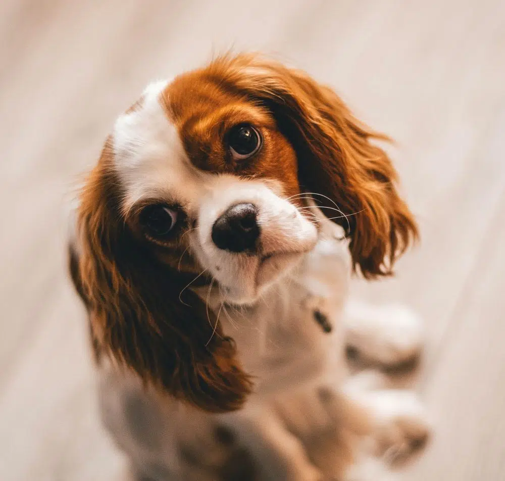 prénom chiot