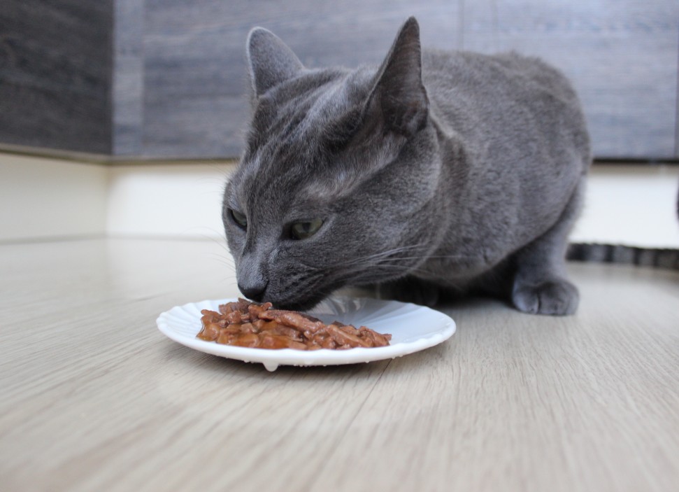 régime alimentaire chat