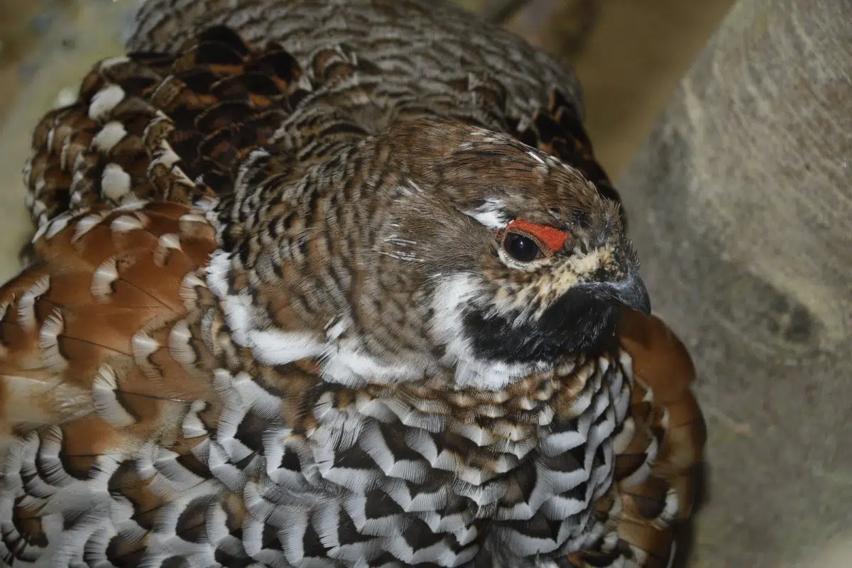 secrets du biotope forestier