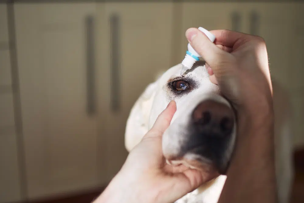 Chien en pleure