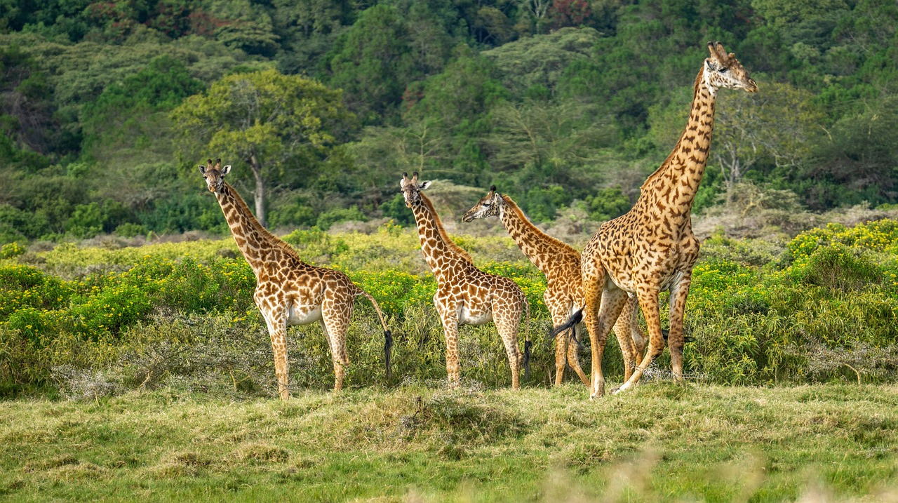 Votre safari inoubliable en Tanzanie